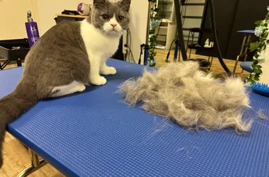 Cat de-shedding treatment at Velvet Paws - professional grooming