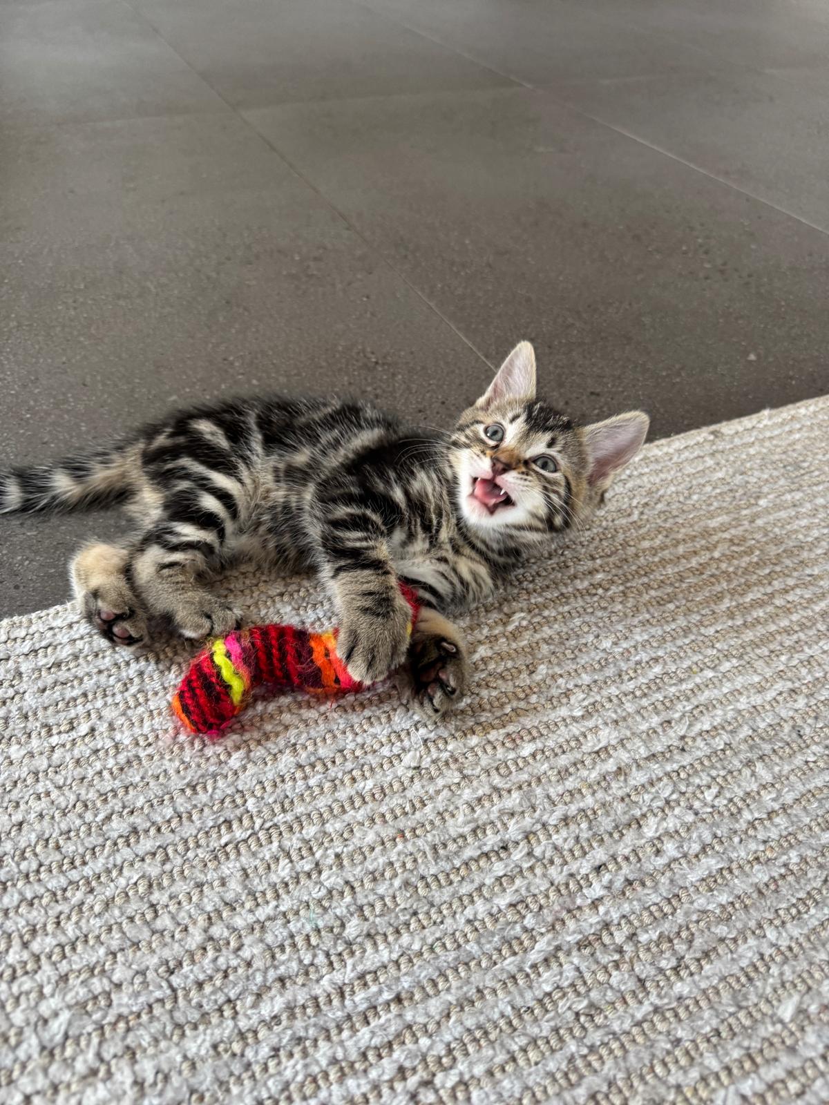 Leo - My rescue cat