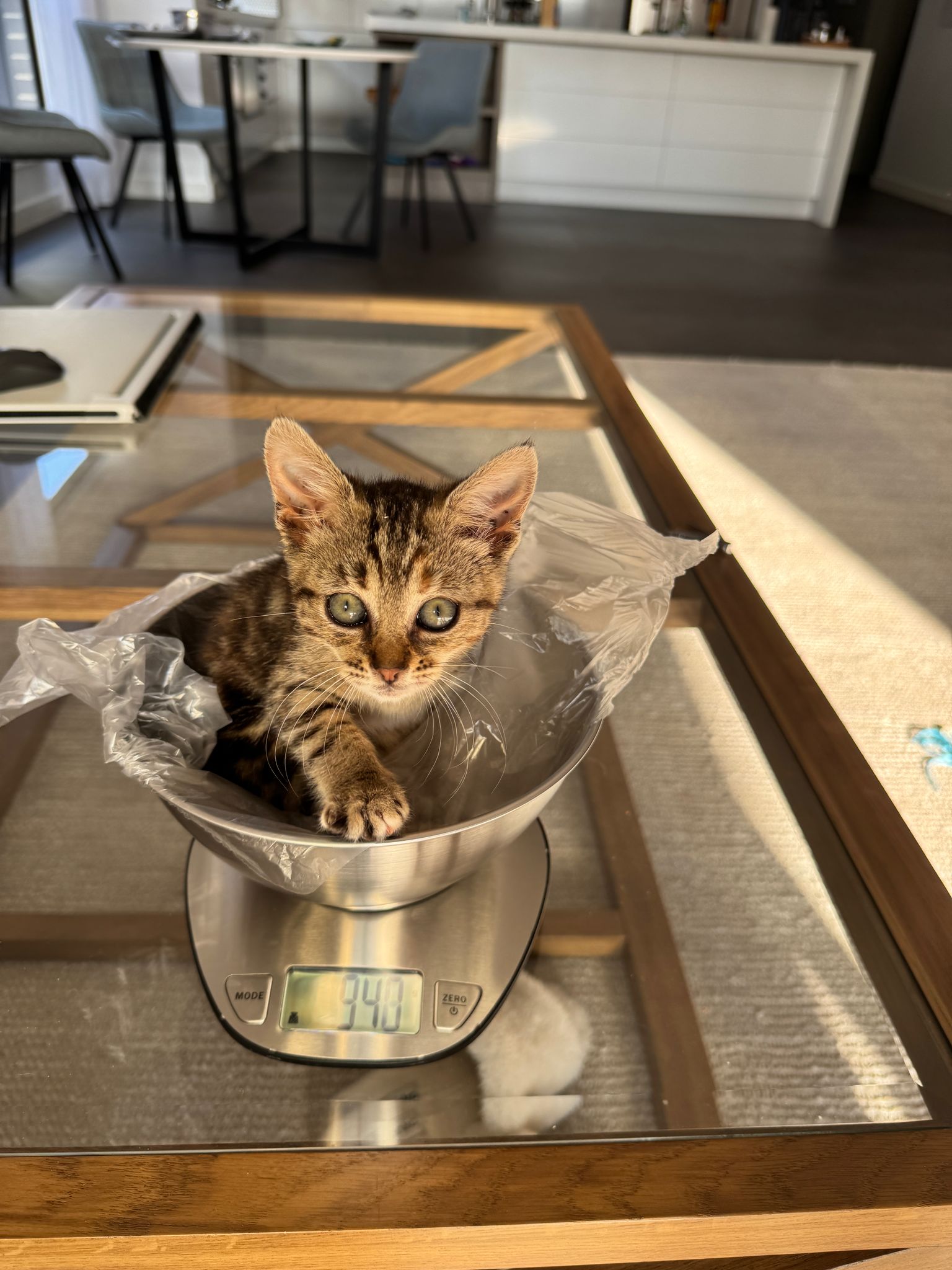 Lilu - My rescue cat