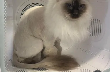 Lion Cut cat grooming at Velvet Paws - professional style