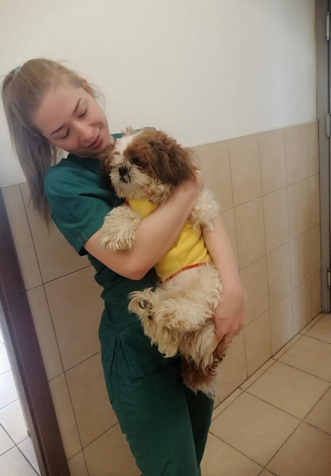 Performing surgery as veterinarian