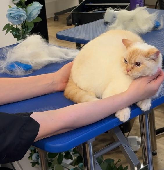 De-shedding Spa Treatment at Velvet Paws Cat Grooming Greenvale