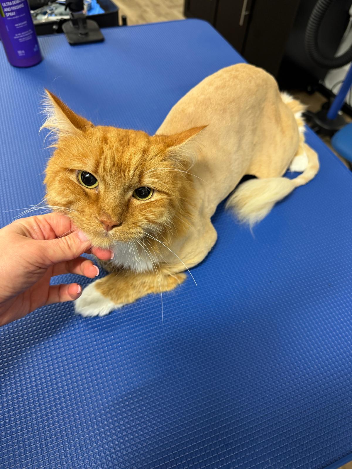 Lion Cut for Matted Coats at Velvet Paws Cat Grooming Greenvale