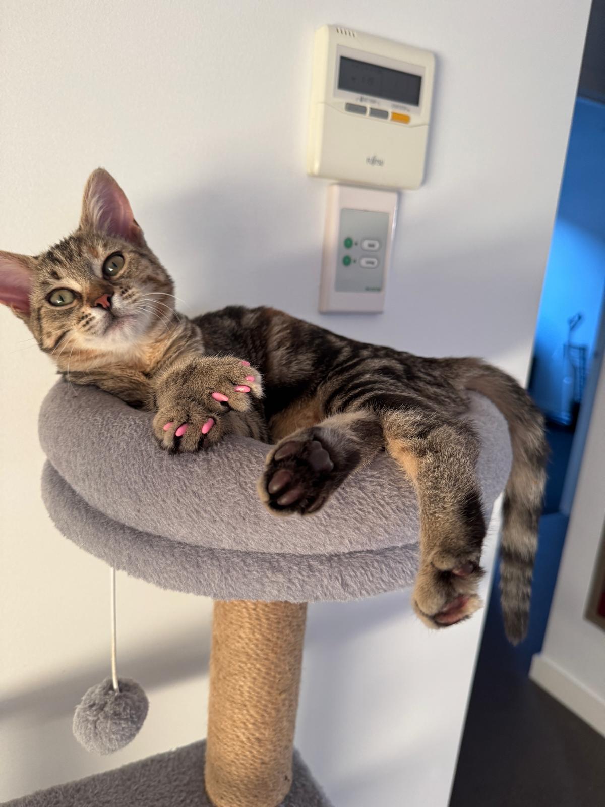 Cat with Soft Paws nail caps on front paws